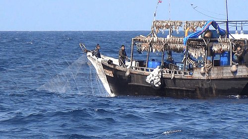 Доклад разоблачает безудержную незаконную ловлю рыбы в водах Северной Кореи Фото №3