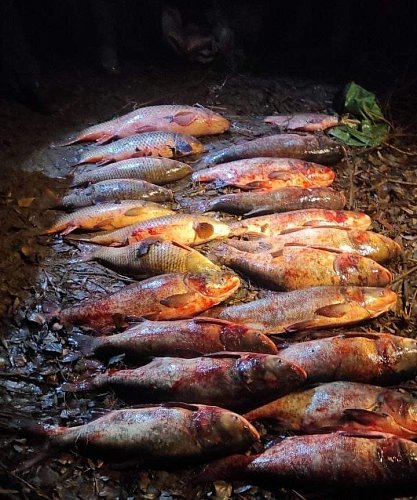 У Сулинському заказнику викрито незаконний вилов риби майже на 400 тис. грн Фото №2
