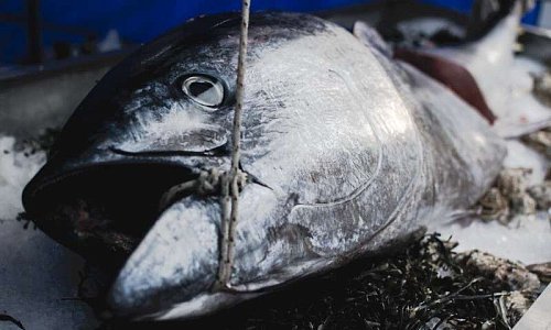 Популярные виды рыб исчезают из Черного и Мраморного морей Фото №2